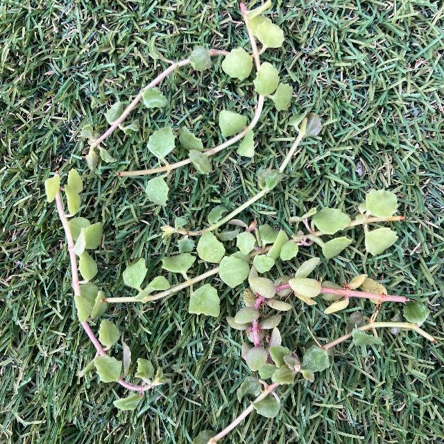 vXg[cX  A vXg[c 炷 񂹐A  7{   ybg/|/| 