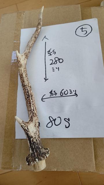 鹿の角D < ホビー  鹿の角D  < ホビーの