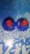 ޲W105R2FE]ްсVigpQ¾āIIXs[hAbv!I