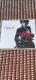 T|BOLAN`Ă̏IBEST`LOVE SONGS{1LIFE SONGS