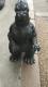 tBMA   o_C@SW@37cm 1991 rbOTCY\tr GODZILLA