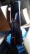 ���Õi�����24�N��HONDA��ӽ(HM1)ر����߰(������ׯ�)
